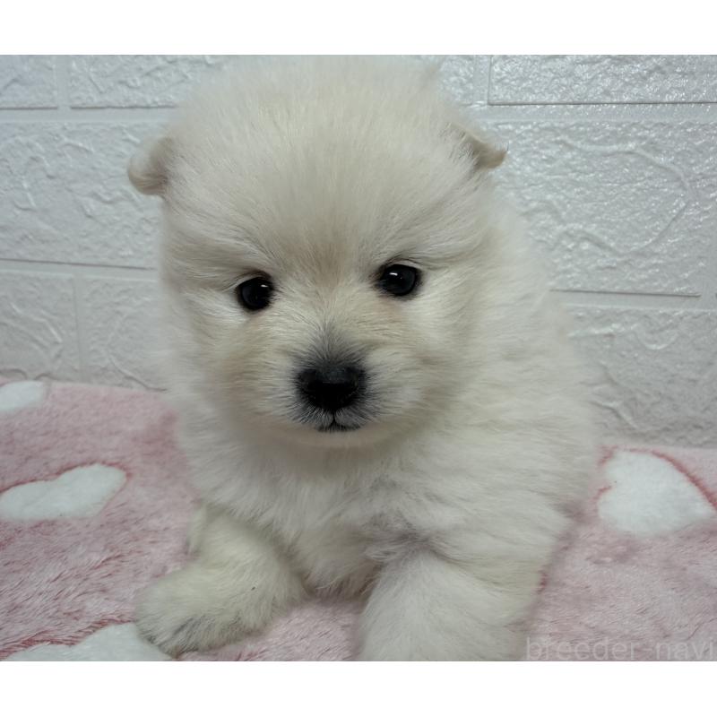 販売中の埼玉県のポメラニアン-453646の6枚目