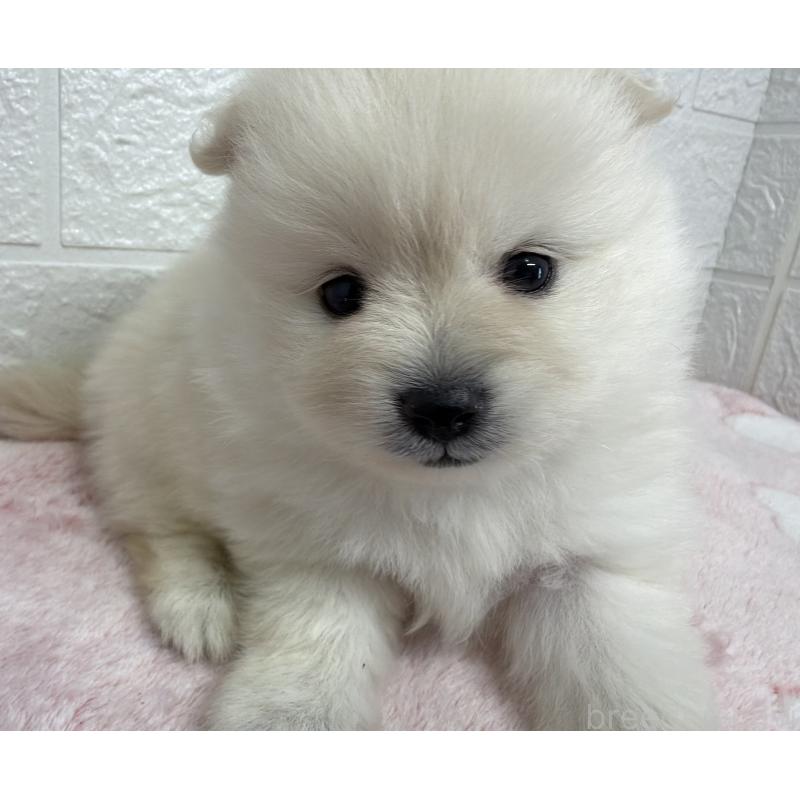 販売中の埼玉県のポメラニアン-453646の5枚目