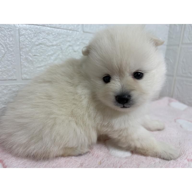 販売中の埼玉県のポメラニアン-453646の4枚目