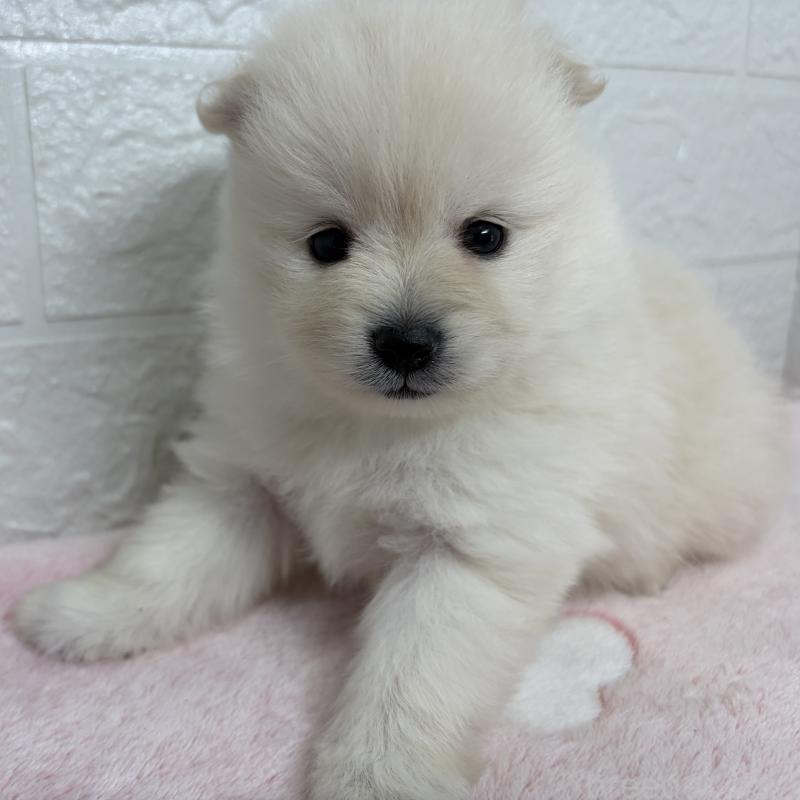 販売中の埼玉県のポメラニアン-453646の3枚目