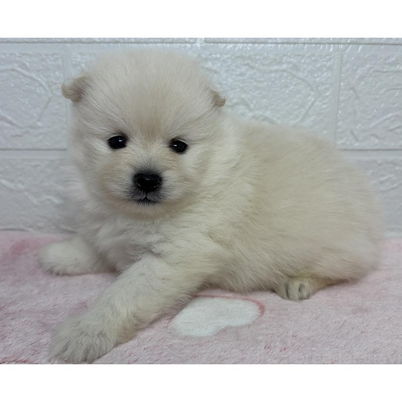 販売中の埼玉県のポメラニアン-453646の2枚目