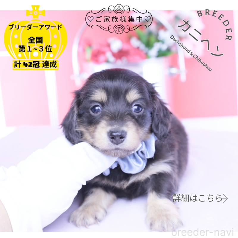 販売中の愛知県のカニンヘンダックスフンド(ロングヘアード)-453647