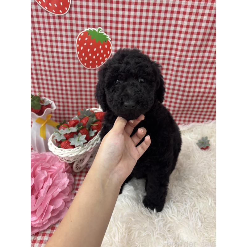 販売中の千葉県のスタンダードプードル-449157の3枚目