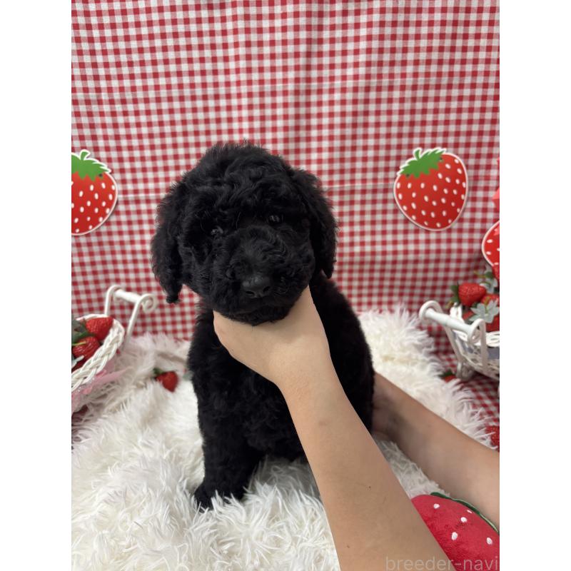 販売中の千葉県のスタンダードプードル-449157の2枚目