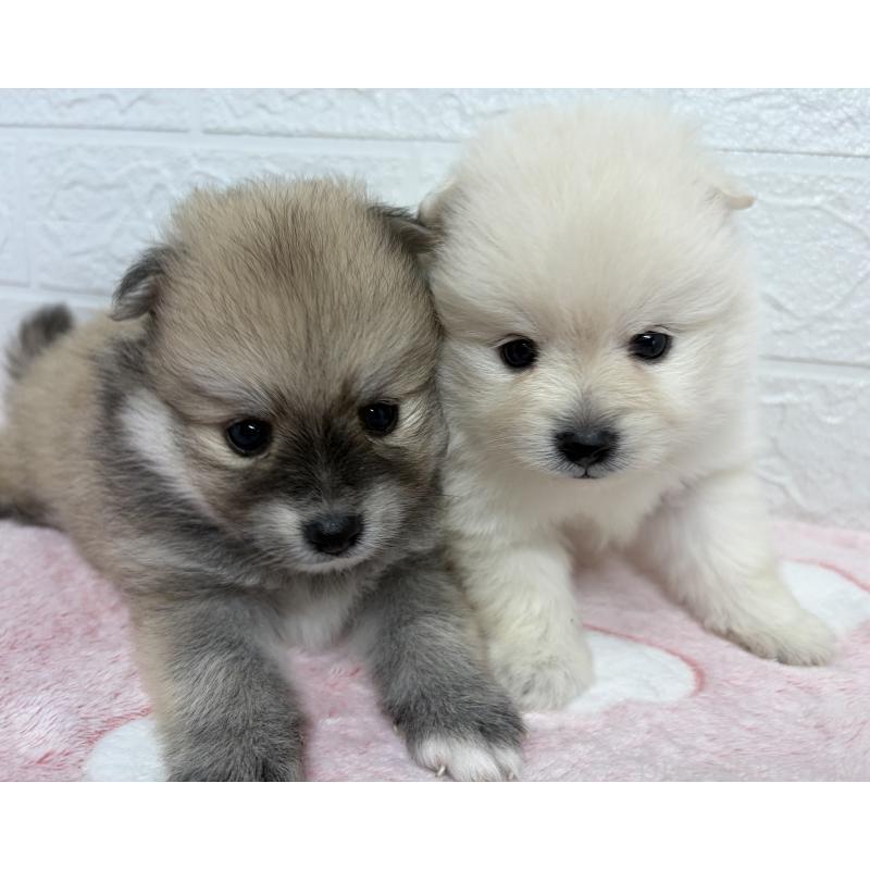 販売中の埼玉県のポメラニアン-453648の11枚目