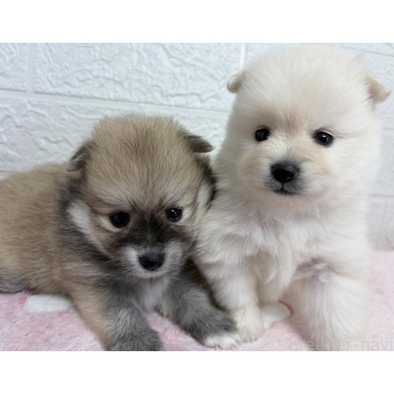 販売中の埼玉県のポメラニアン-453648の10枚目