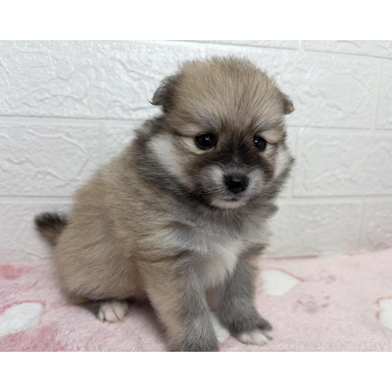 販売中の埼玉県のポメラニアン-453648の9枚目