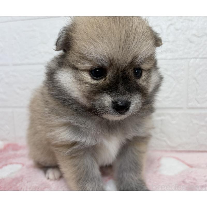 販売中の埼玉県のポメラニアン-453648の8枚目