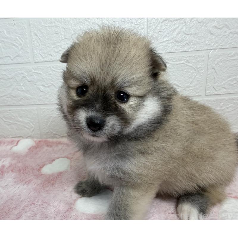 販売中の埼玉県のポメラニアン-453648の7枚目