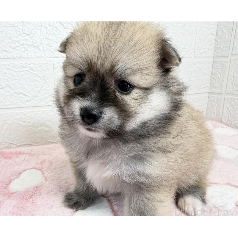 販売中の埼玉県のポメラニアン-453648の6枚目