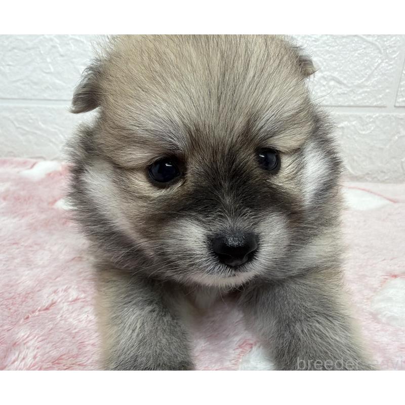 販売中の埼玉県のポメラニアン-453648の5枚目