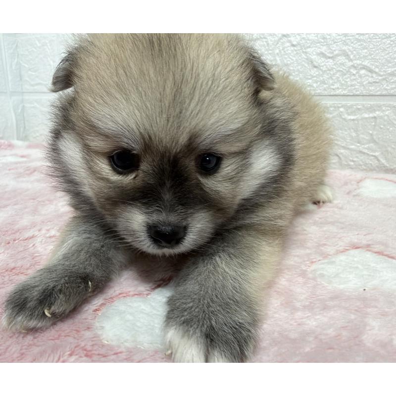 販売中の埼玉県のポメラニアン-453648の4枚目