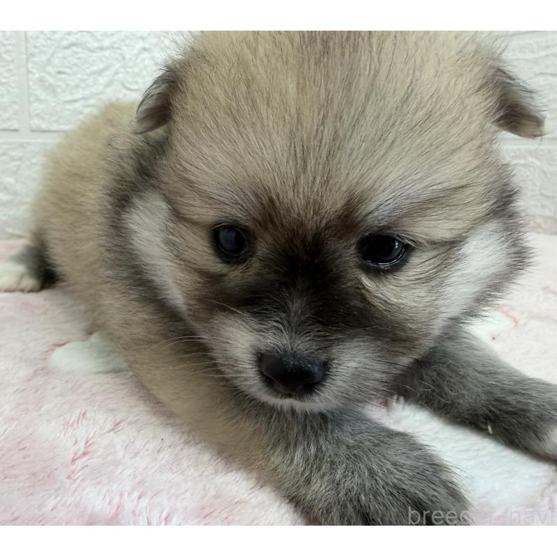 販売中の埼玉県のポメラニアン-453648の3枚目