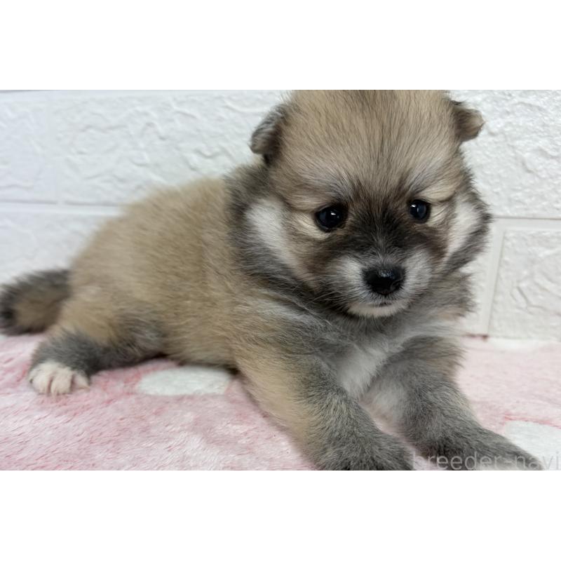 販売中の埼玉県のポメラニアン-453648の2枚目