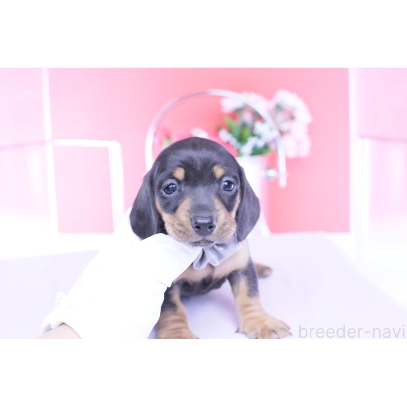 販売中の愛知県のカニンヘンダックスフンド(スムースヘアード)-453650の12枚目