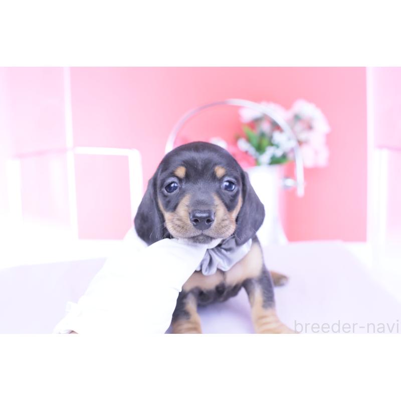 販売中の愛知県のカニンヘンダックスフンド(スムースヘアード)-453650の11枚目