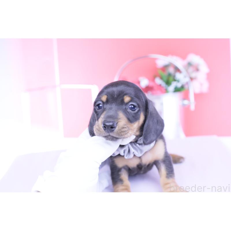 販売中の愛知県のカニンヘンダックスフンド(スムースヘアード)-453650の10枚目