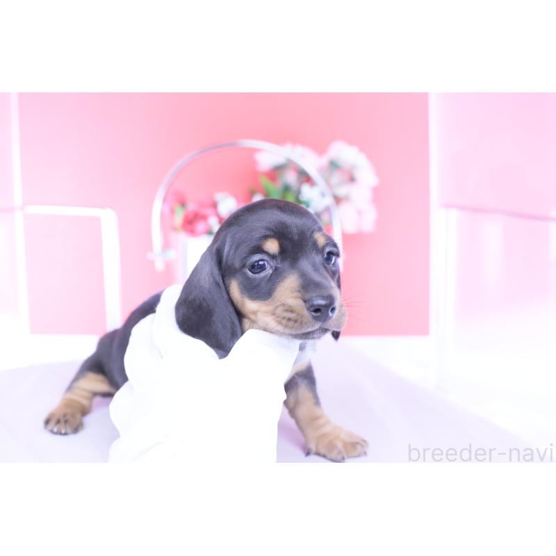 販売中の愛知県のカニンヘンダックスフンド(スムースヘアード)-453650の9枚目