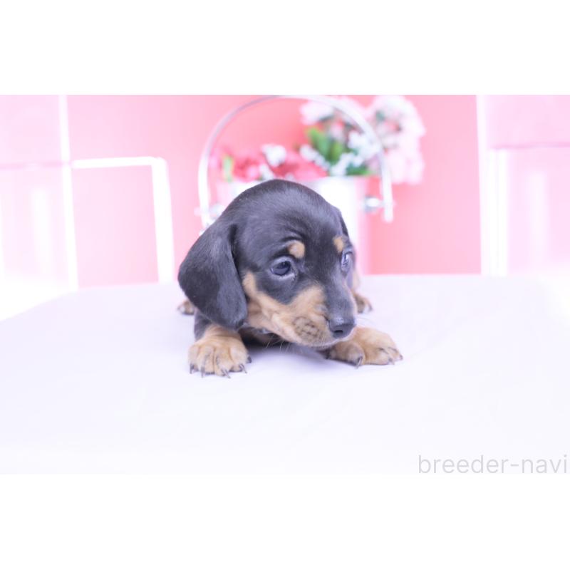 販売中の愛知県のカニンヘンダックスフンド(スムースヘアード)-453650の7枚目