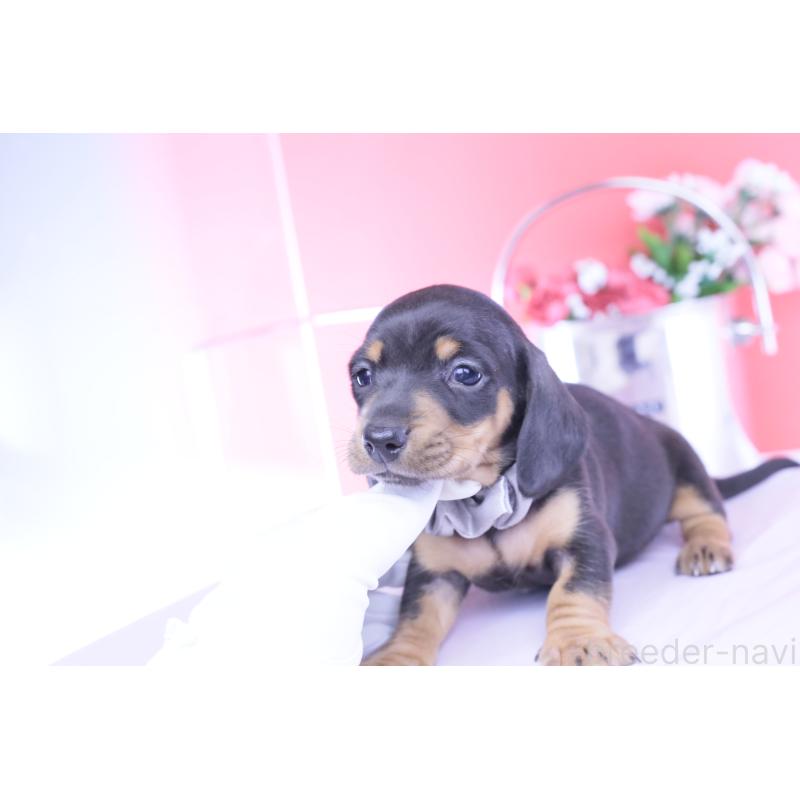 販売中の愛知県のカニンヘンダックスフンド(スムースヘアード)-453650の6枚目