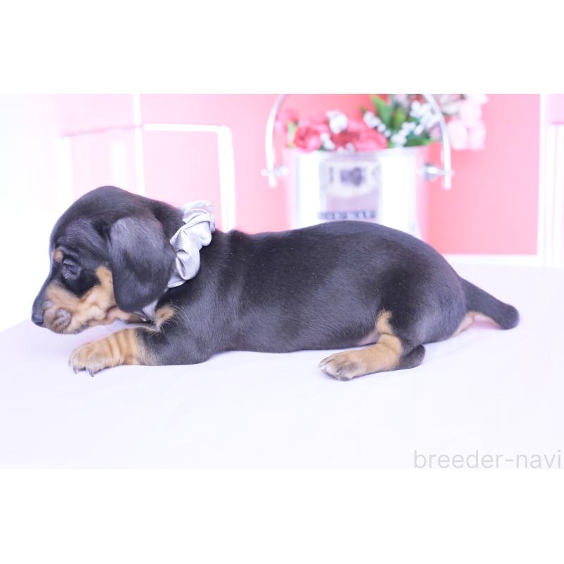 販売中の愛知県のカニンヘンダックスフンド(スムースヘアード)-453650の3枚目