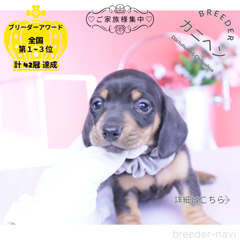 販売中の愛知県のカニンヘンダックスフンド(スムースヘアード)-453650