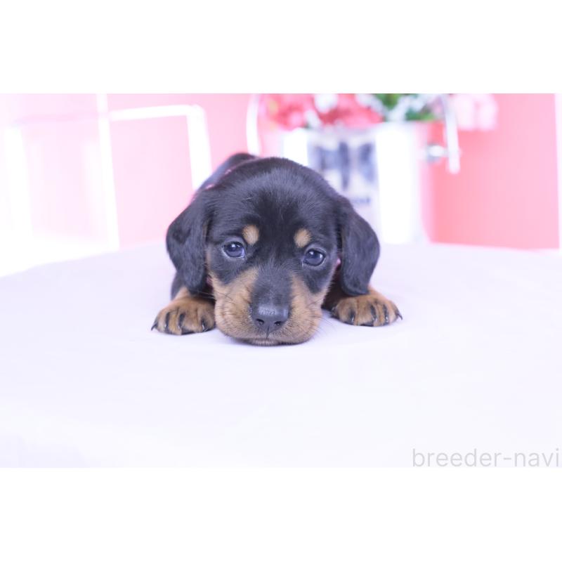 販売中の愛知県のカニンヘンダックスフンド(スムースヘアード)-453651の10枚目