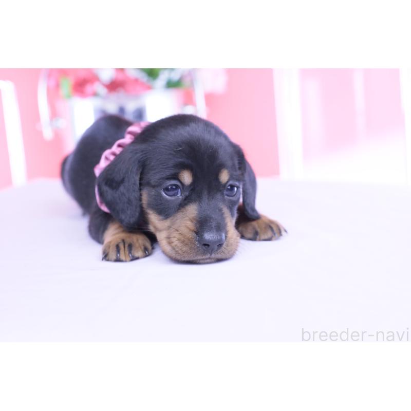 販売中の愛知県のカニンヘンダックスフンド(スムースヘアード)-453651の9枚目