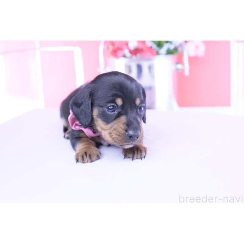 販売中の愛知県のカニンヘンダックスフンド(スムースヘアード)-453651の4枚目