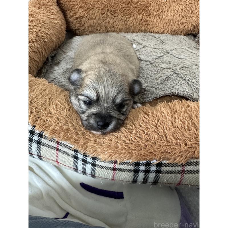 販売中の福岡県のポメチワ:ポメラニアン×チワワ-453652の3枚目