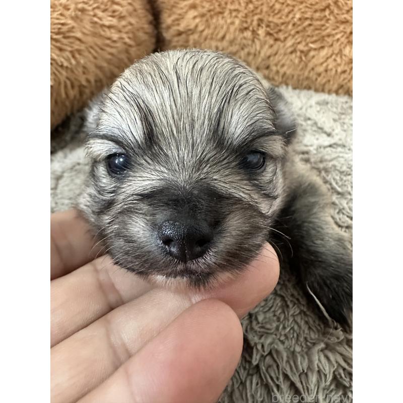 販売中の福岡県のポメチワ:ポメラニアン×チワワ-453652の2枚目