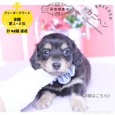 ♀︎カニンヘンダックスフンド(ロングヘアード)