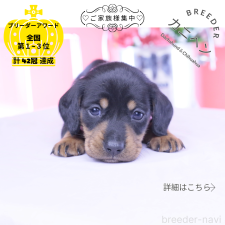 ♀︎カニンヘンダックスフンド(スムースヘアード)