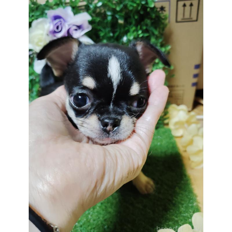 商談中の静岡県のチワワ(スムースコート)-447061の9枚目