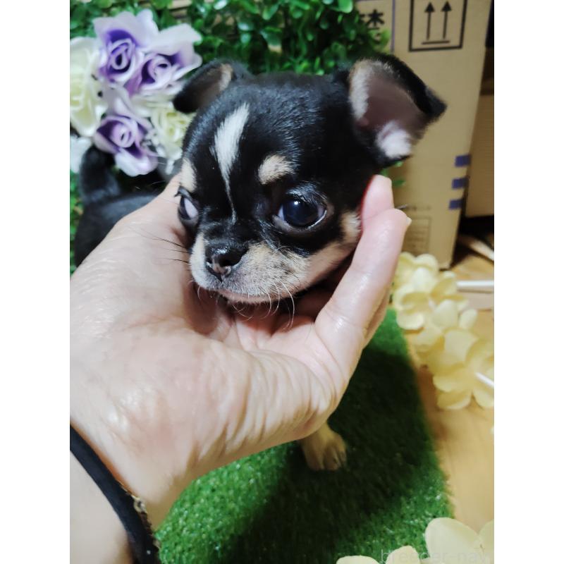 商談中の静岡県のチワワ(スムースコート)-447061の8枚目