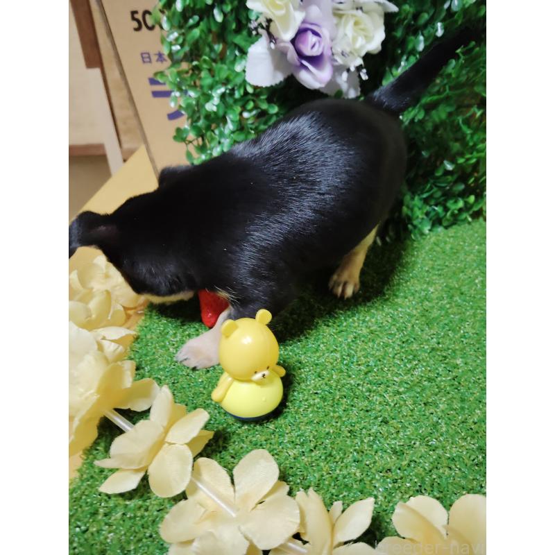 商談中の静岡県のチワワ(スムースコート)-447061の7枚目