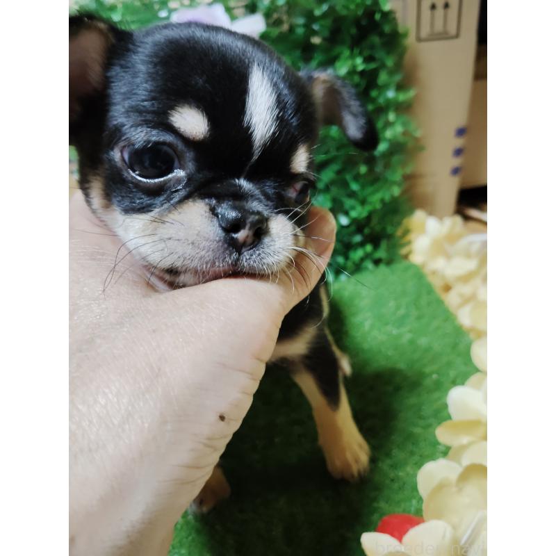 商談中の静岡県のチワワ(スムースコート)-447061の6枚目