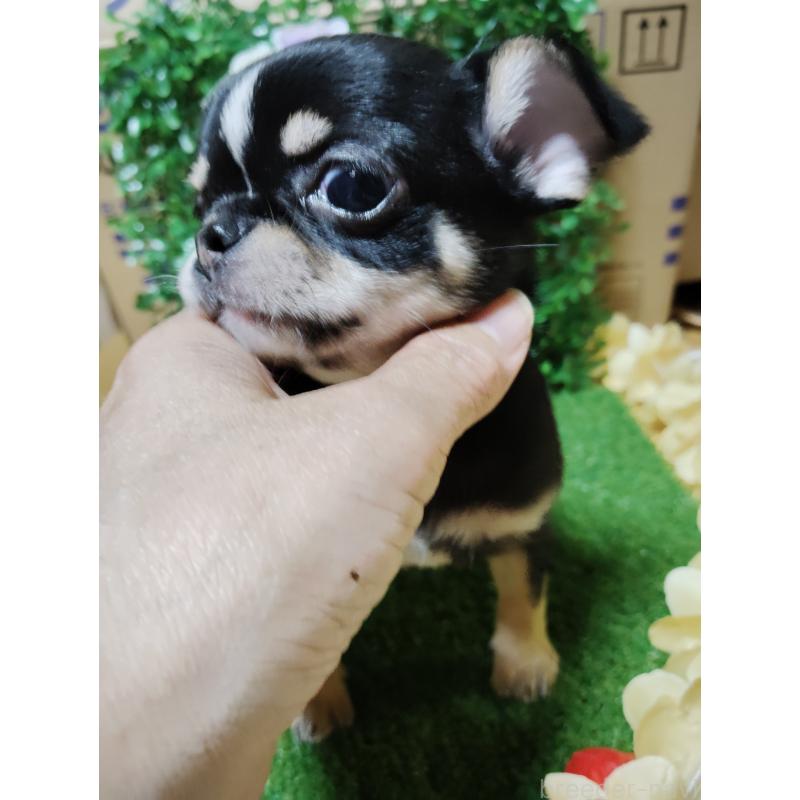 商談中の静岡県のチワワ(スムースコート)-447061の5枚目