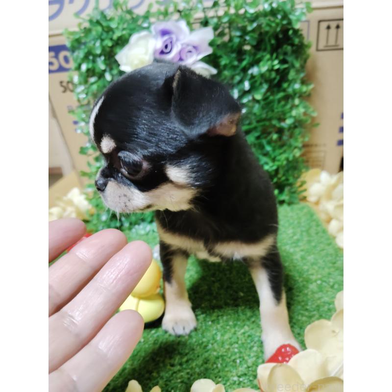 商談中の静岡県のチワワ(スムースコート)-447061の4枚目