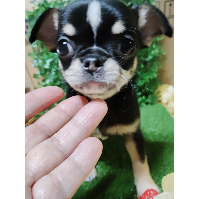 商談中の静岡県のチワワ(スムースコート)-447061の3枚目