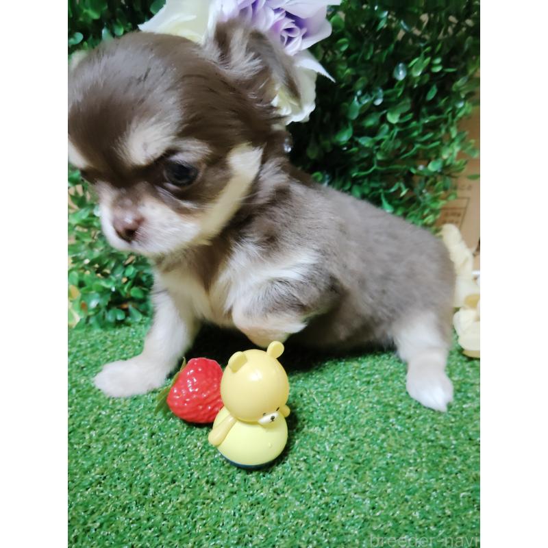 商談中の静岡県のチワワ(ロングコート)-447064の9枚目