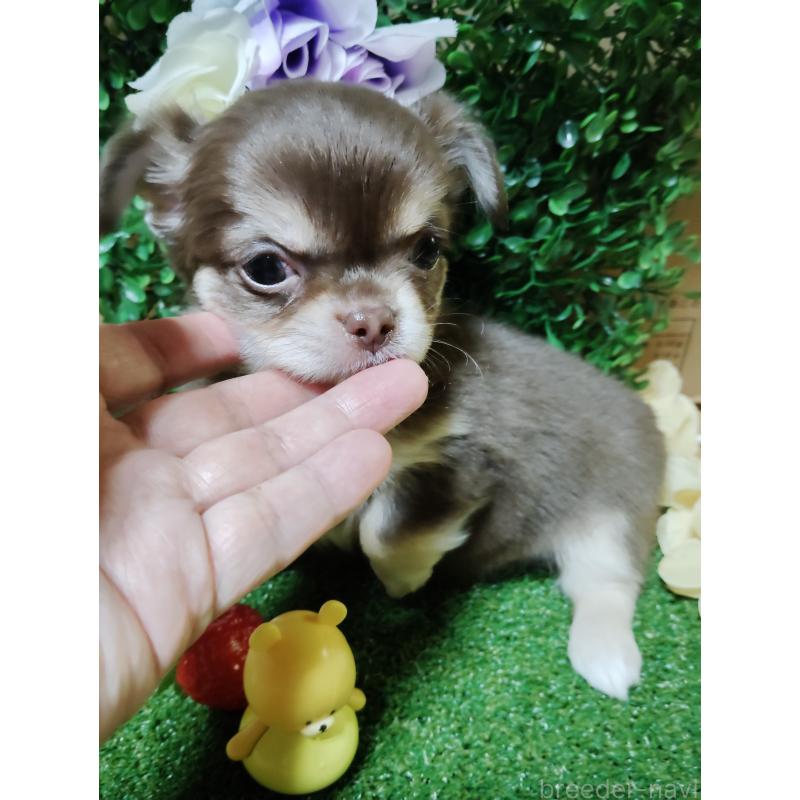 商談中の静岡県のチワワ(ロングコート)-447064の8枚目