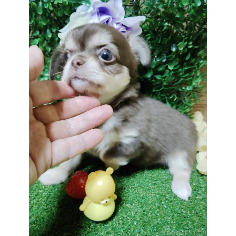 商談中の静岡県のチワワ(ロングコート)-447064の7枚目