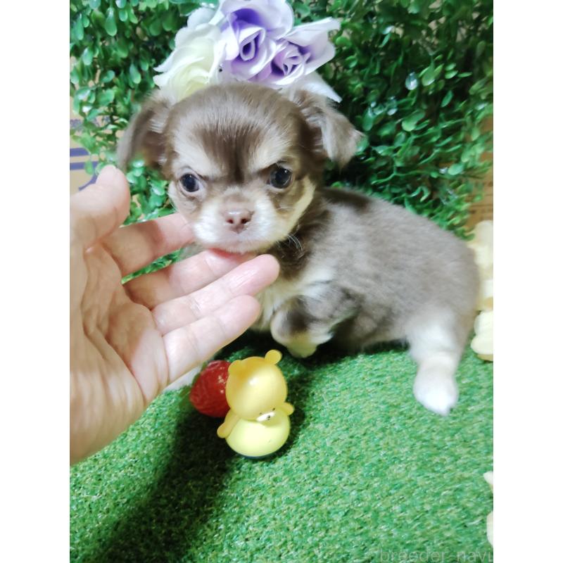 商談中の静岡県のチワワ(ロングコート)-447064の6枚目