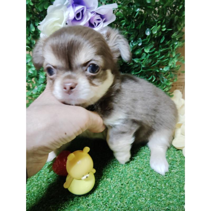 商談中の静岡県のチワワ(ロングコート)-447064の5枚目