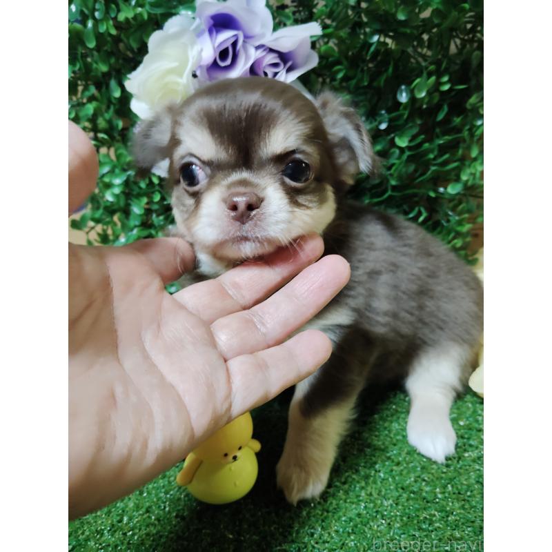 商談中の静岡県のチワワ(ロングコート)-447064の4枚目