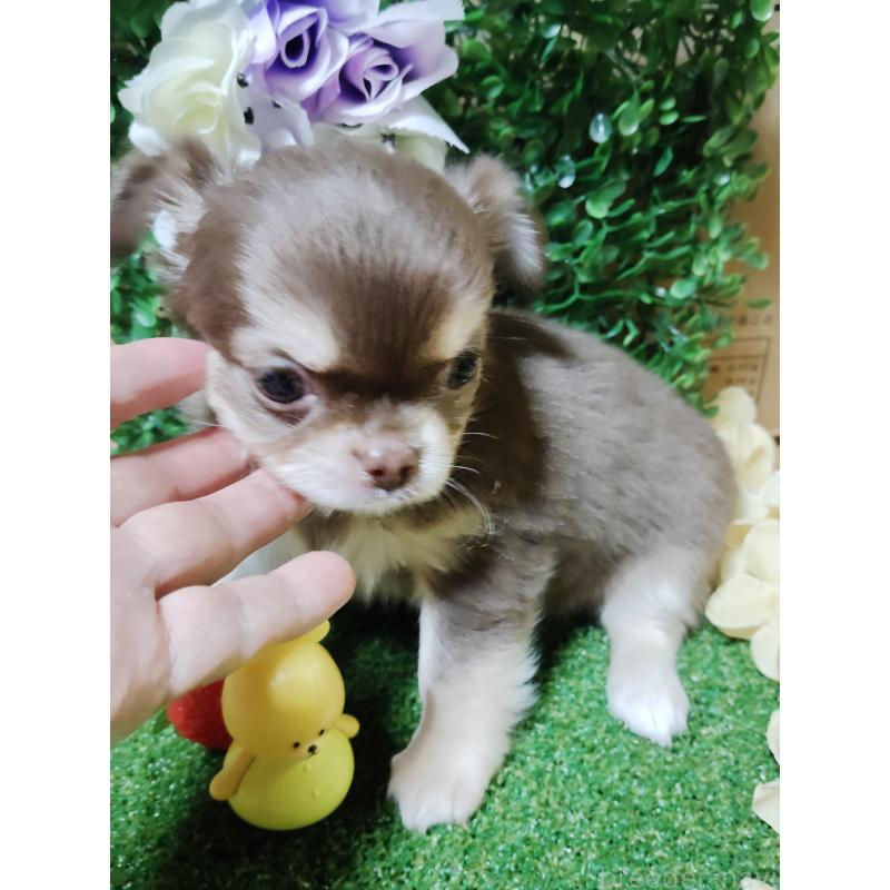 商談中の静岡県のチワワ(ロングコート)-447064の3枚目