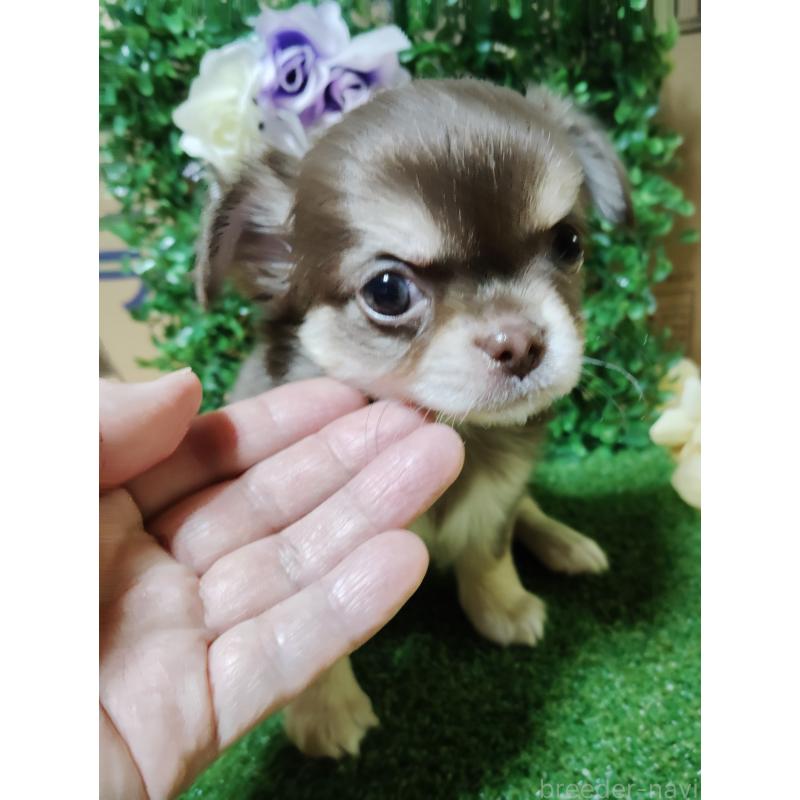 商談中の静岡県のチワワ(ロングコート)-447064の2枚目