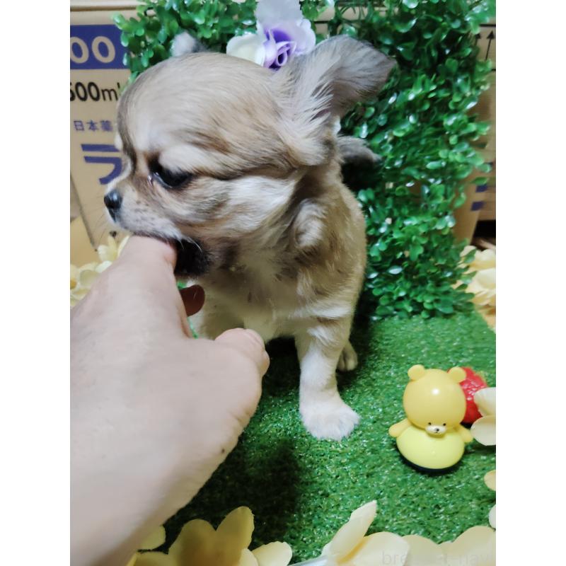 販売中の静岡県のチワワ(ロングコート)-453653の20枚目