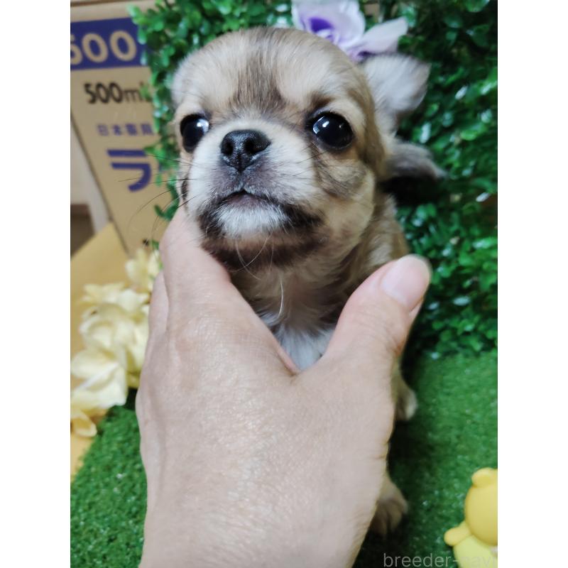 販売中の静岡県のチワワ(ロングコート)-453653の19枚目